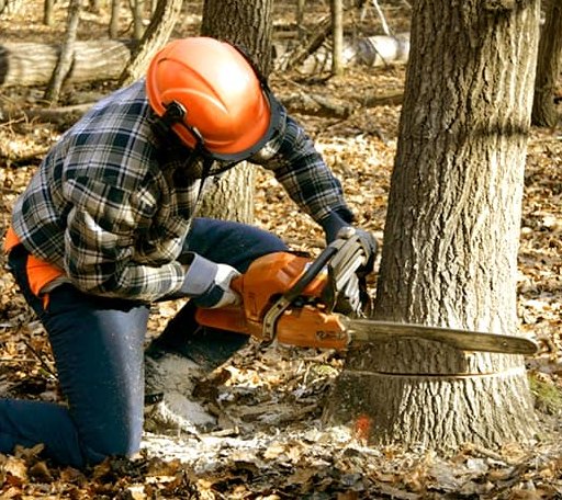 Tree Removal in Lansing, NC